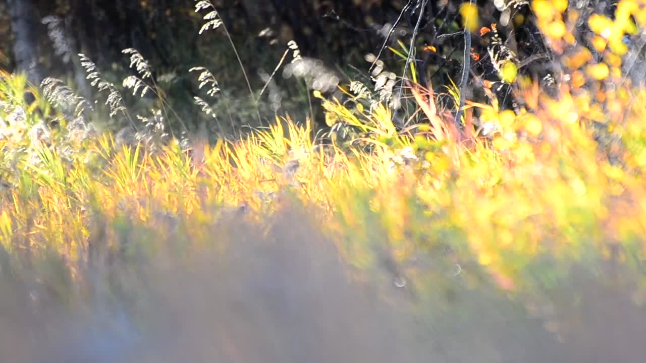 High grass illuminated by the sun setting in the Canadian prairies. Autumn evenings in Alberta captured in full HD. Stems are moving in the wind with blurred out fore- and background.