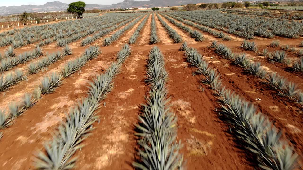 Scenic backwards view over vast agave fields in Tequila, Jalisco