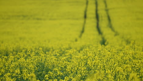 rape land in countryside in europe