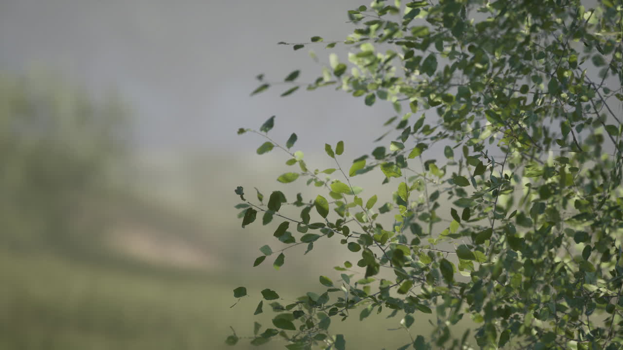 가지 에 있는 초록색 잎 들 의 클로즈업