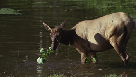 Kanadische-Tierwelt---Majestätische-Hirsche,-Die-Am-Ufer-Eines-Flusses-Entlang-Spazieren