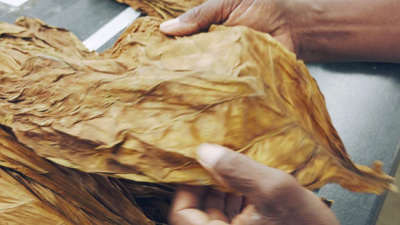 Bir işçinin, kalitesini ve dokusunu incelemek için tek bir kuru tütün yaprağını açık tutan elleri. Puro üretiminde uzmanlık. Yakın çekim