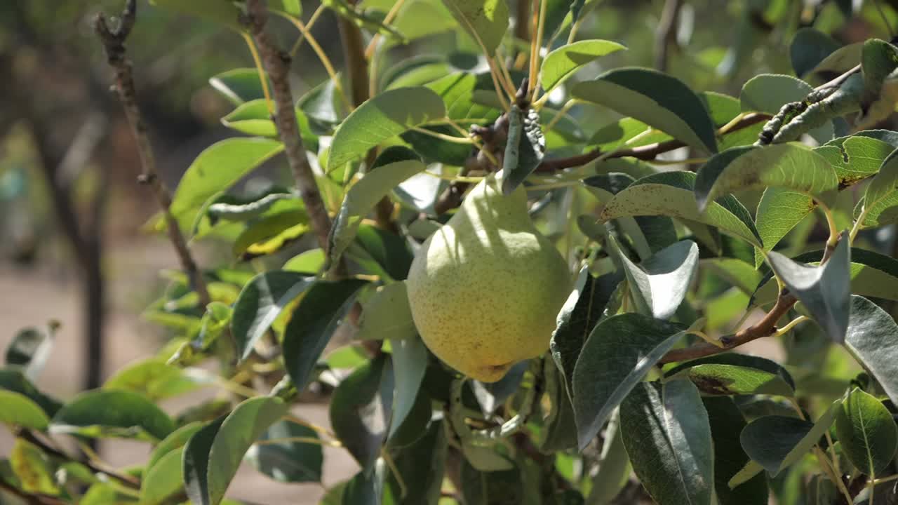 fruta de pera madura en una rama de árbol - primer plano