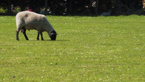 Lambs-and-sheep-in-grass-and-playing-in-trees