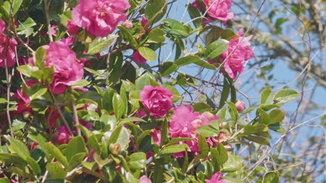 a tui in a camellia tree eating nectar from the flowers