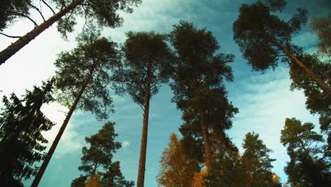 low angle view looks up to blue sky clouds through tall tree canopy