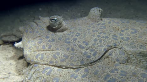 el video sumergido muestra a la pluma pavo real, también conocida como la pluma florida, una especie de pez perteneciente a la familia bothidae, filmada en las aguas que rodean la isla de mauricio.