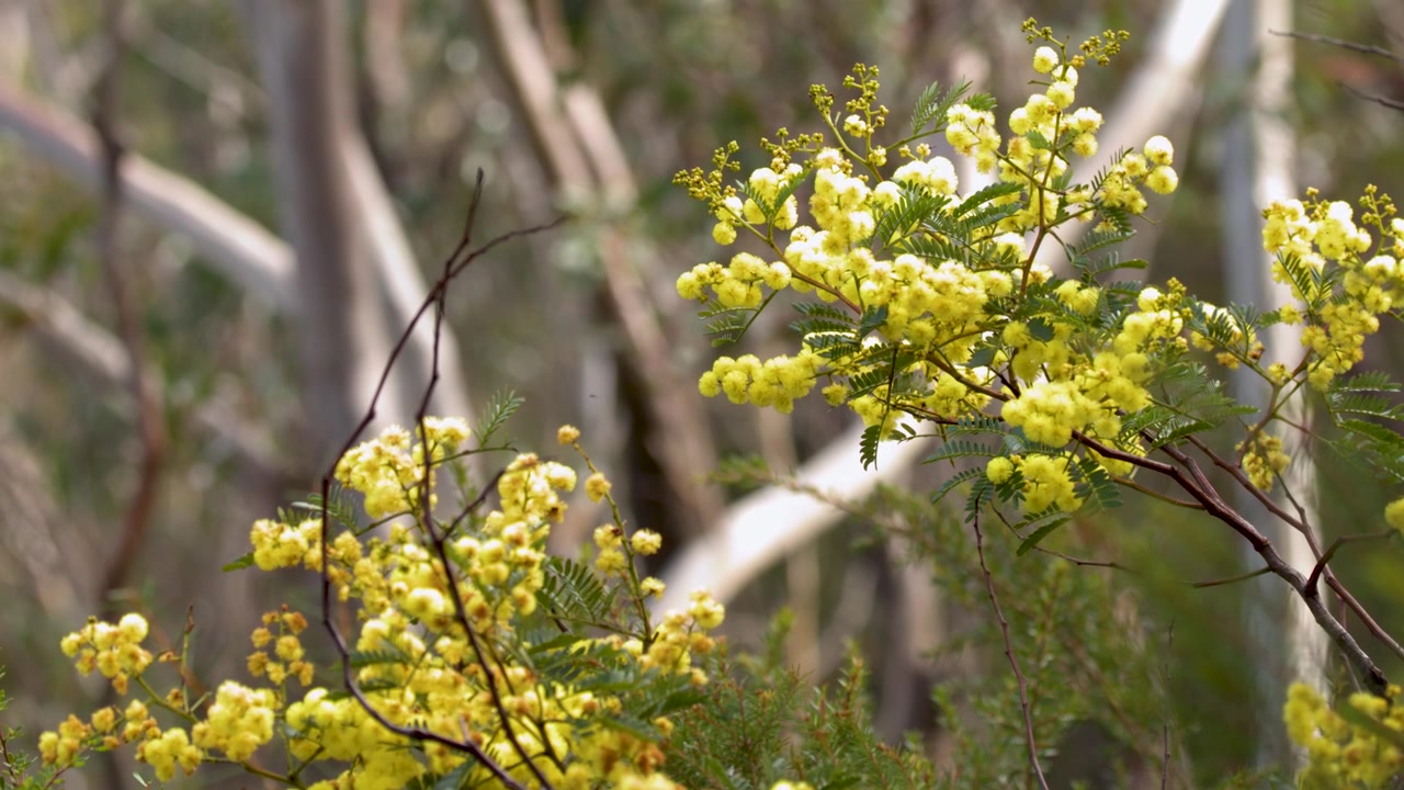 Gros plan de fleurs de mimosa jaunes éclatantes se balançant doucement contre des eucalyptus dans les Blue Mountains, Australie