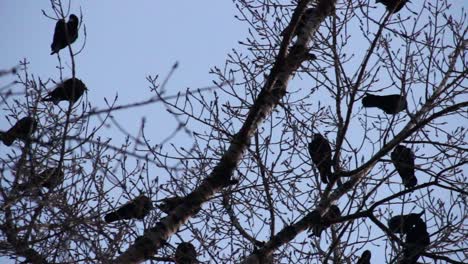 siluetas de cuervos en la rama del árbol