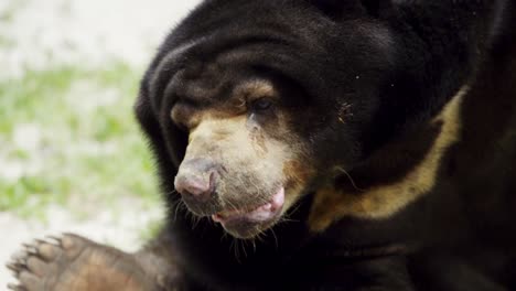 El-Oso-Malayo-Se-Inclina-Para-Rascarse-La-Espalda-Y-Luego-Se-Sienta-Para-Bostezar