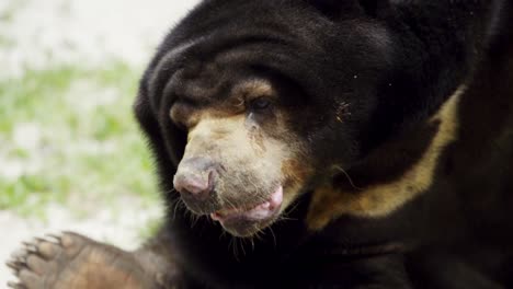 oso de sol se inclina sobre rascarse la espalda y luego se sienta a bostezar