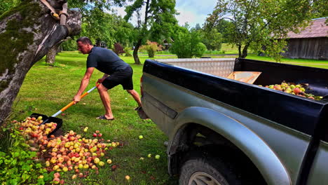 harvesting apples, collecting bad apples that fall down the tree in autumn