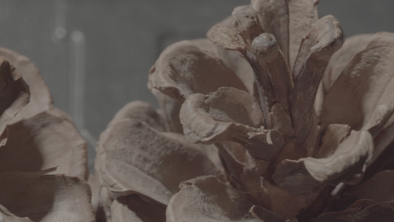 Close-up of a Dry Pine Cone