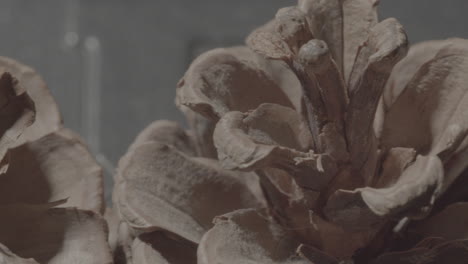 close-up of a dry pine cone