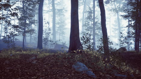 mysterious forest enveloped in mist and shadows during early morning light