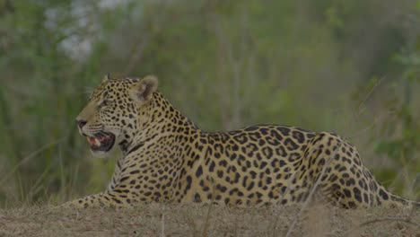 beautiful jaguar resting - medium shot