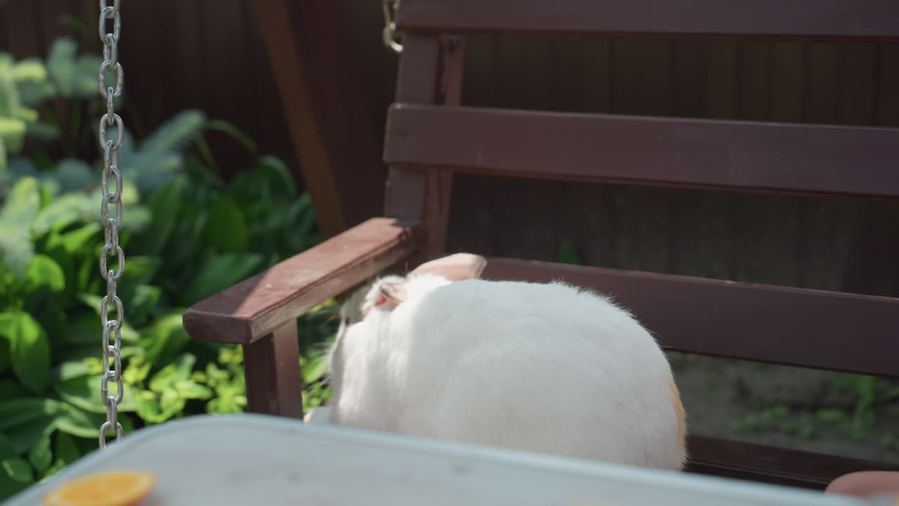 Serene Rabbit Resting In Sunny Garden Setting, Relaxed White Hare Perched On Timber Seat Amidst Lush Vegetation, Peaceful Rabbit With Soft Fur Sits Quietly On Wooden Bench Near Bright Plants In Garden