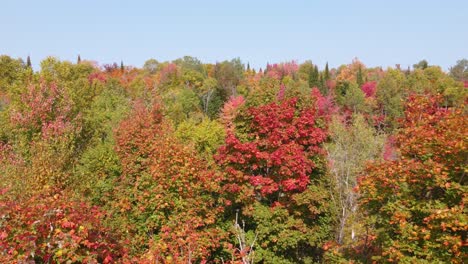 Autumn-colors-in-dense-forest,-aerial-view