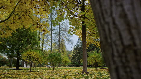 Schöne-Natur-Im-Herbstpark.-Äste-Der-Bäume,-Bedeckt-Mit-Gelben-Blättern.