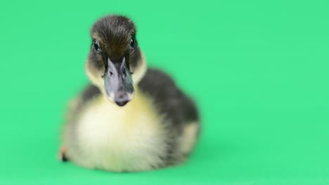 close-up of a black and yellow baby duck lies and looks at the camera on a green background.