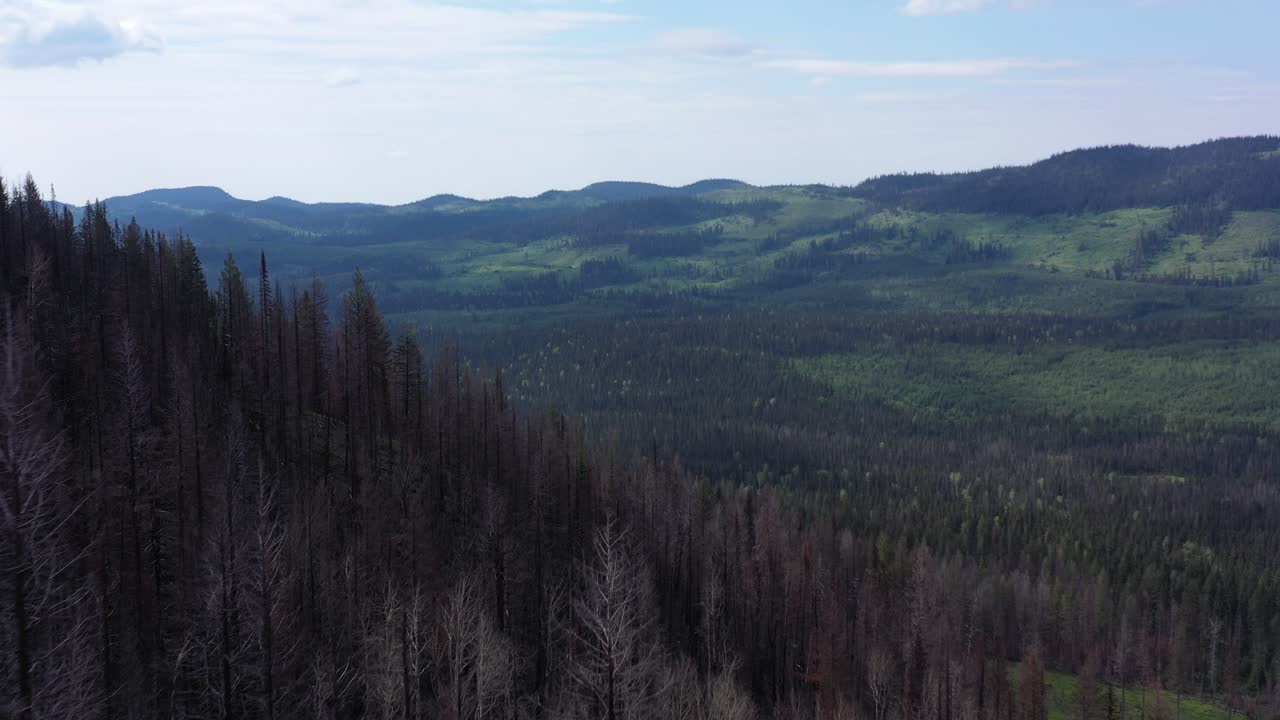 bosque quemado y rebrote: tiro aéreo de agua clara, bc