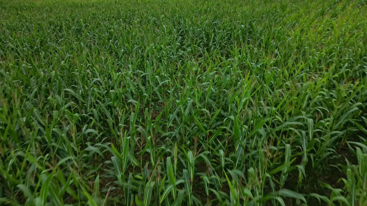 movimiento aéreo hacia adelante sobre los verdes y densos campos de maíz al mediodía, francia