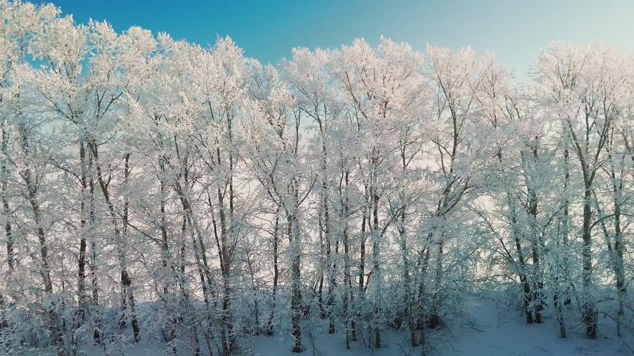 Vinterlandskap med snødekte trær mot en klar, blå himmel