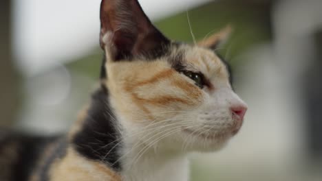 el rostro del gato de calico naranja blanco y negro es un retrato de animal en primer plano con ojos verdes parpadeantes.