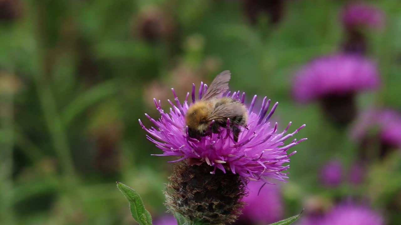 un pequeño abejorro que se alimenta de una flor de kapweed, centaurea nigra