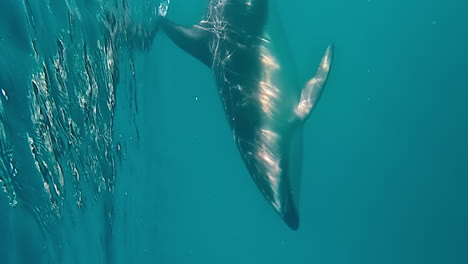 Dusky-dolphin-underwater-swimming---vertical-orientation