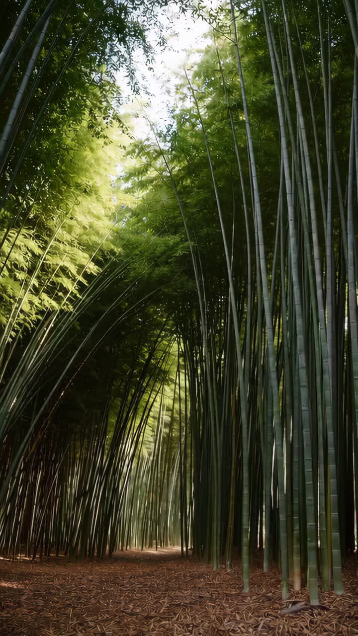 Bamboo Forest Path