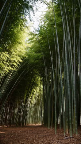 bamboo forest path
