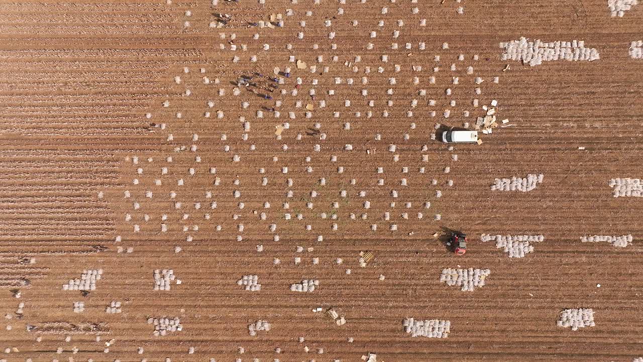 현장 노동자 들 이 장식적 인 면 줄기 를 채집 하고 보호적 인 나일론 시트 에 포장 하고 있다