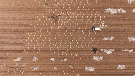 Trabajadores-De-Campo-Recogiendo-Tallos-De-Algodón-Decorativos-Empacándolos-En-Láminas-Protectoras-De-Nailon