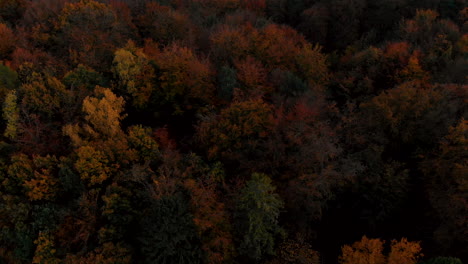 Luftaufnahmen-über-Herbstbäumen,-Wald,-Wenn-Sich-Die-Blätter-Verfärben,-Draufsicht-Auf-Den-Herbstwald