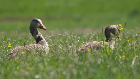 par de gansos salvajes descansando en el campo de flores y buscando comida durante el día soleado, de cerca