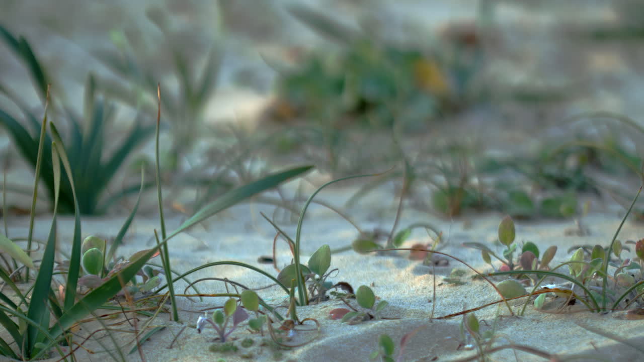 SOme grass in the wind growing up from the sand.