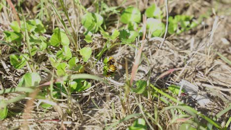 Asian-giant-hornet,-Suzumebachi--in-grass