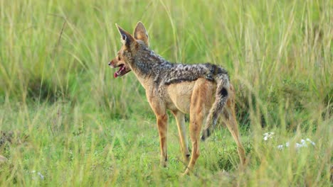 slow motion shot of jackal with bloody mouth, feeding, panting after hunting, african wildlife in maasai mara national reserve, kenya, africa safari animals in masai mara north conservancy