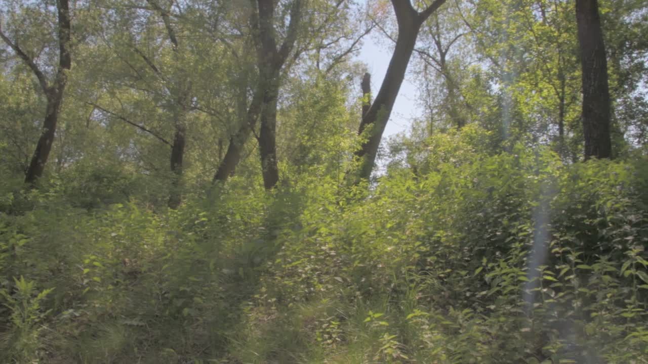 View through the branches of trees and view on the piece of water. Cinematic look, 4K