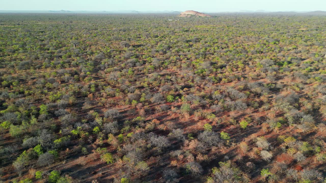 Aerial view mopane savannah during the dry season, Limpopo province, South Africa