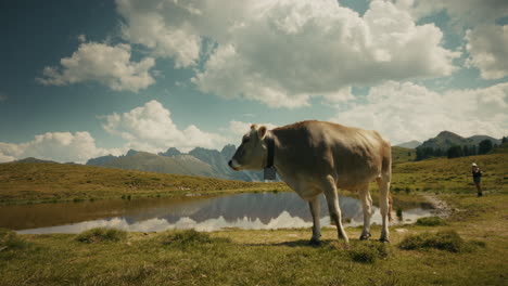 cow in the alps by a mountain lake