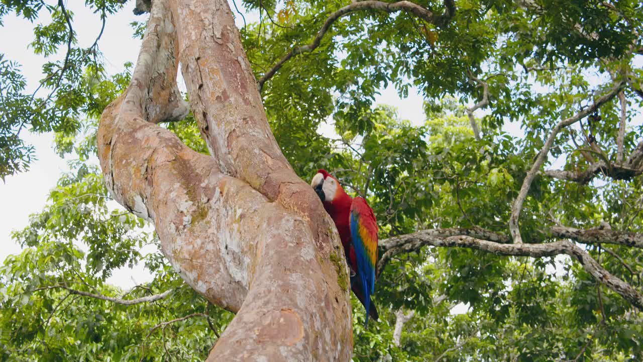 A lively Scarlet Macaw shifts its place on the tree trunk, framed by the breathtaking Peruvian jungle canopy.