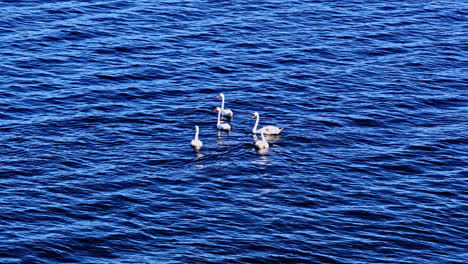a serene view of five elegant white swans floating together as a flock on the tranquil, deep blue rippling water of the baltic sea off the coast of latvia, showcasing natural wildlife