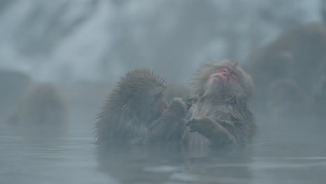a serene moment of a snow monkey enjoying a grooming session from a fellow macaque in the iconic jigokudani onsen, yamanouchi, japan.