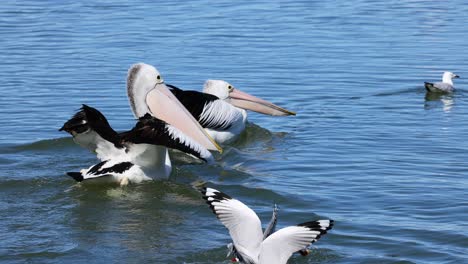 pelican and seagull interacting in tweed heads waters