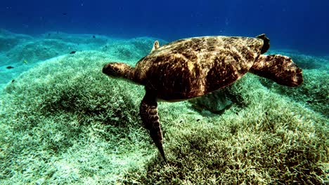 Hermosa-Tortuga-Verde-Marina-Flotando-Sobre-Los-Fondos-Marinos-De-Coral---Bajo-El-Agua