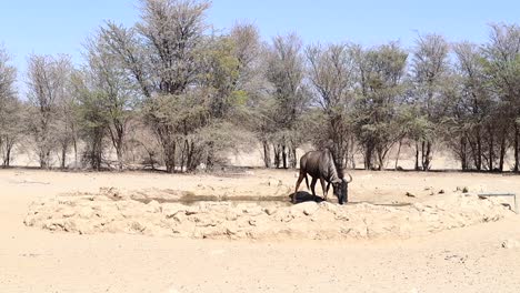 one lone wildebeest drinks at man made watering hole in the kalahari