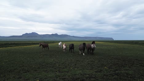 sur de islandia y caballos nativos salvajes trotan libremente juntos