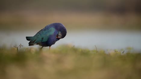 Graukopfhuhn,-Nahaufnahme-Am-Morgen